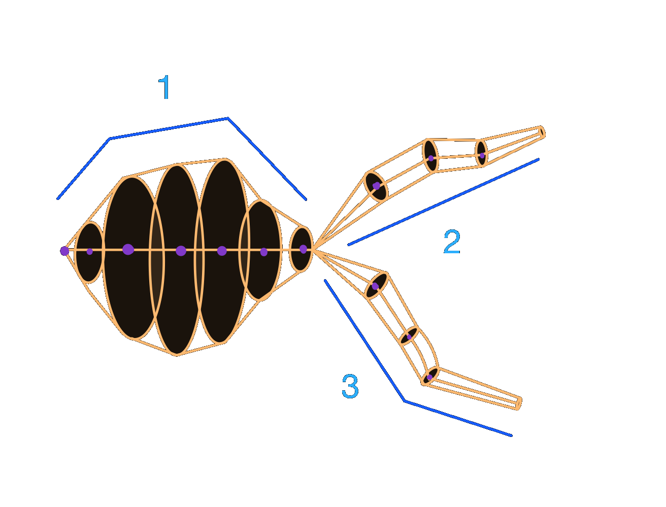 ../_images/morphology_dark.png